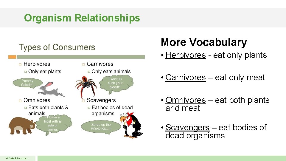 Organism Relationships More Vocabulary • Herbivores - eat only plants • Carnivores – eat
