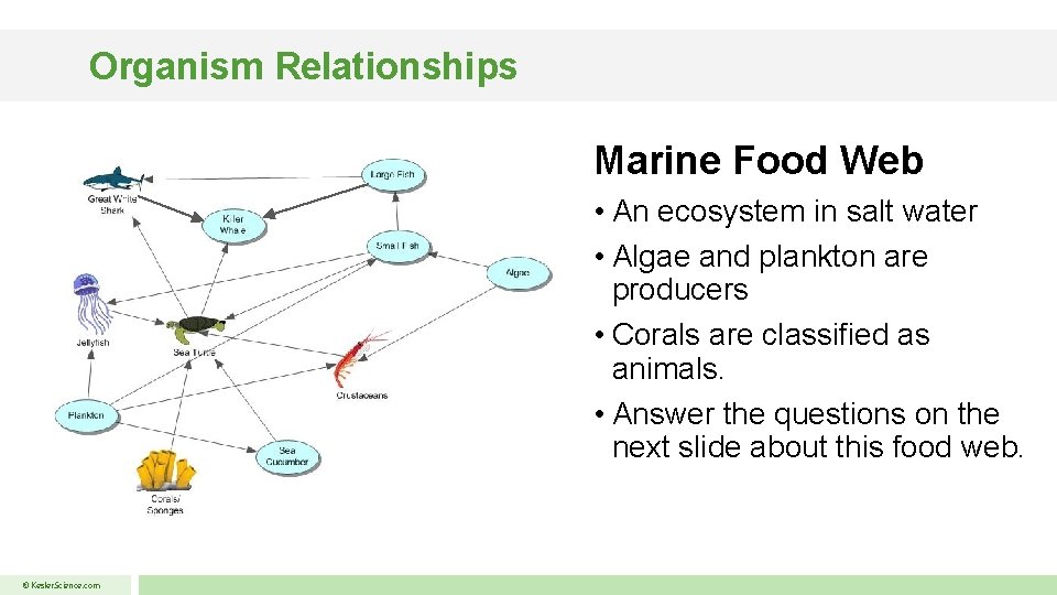Organism Relationships Marine Food Web • An ecosystem in salt water • Algae and