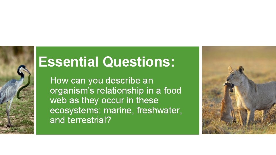 Essential Questions: How can you describe an organism’s relationship in a food web as