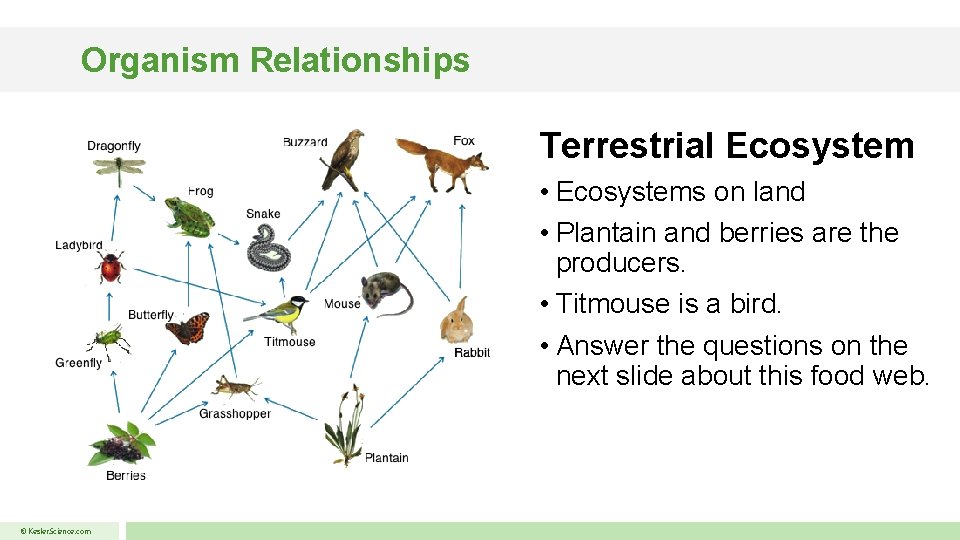 Organism Relationships Terrestrial Ecosystem • Ecosystems on land • Plantain and berries are the