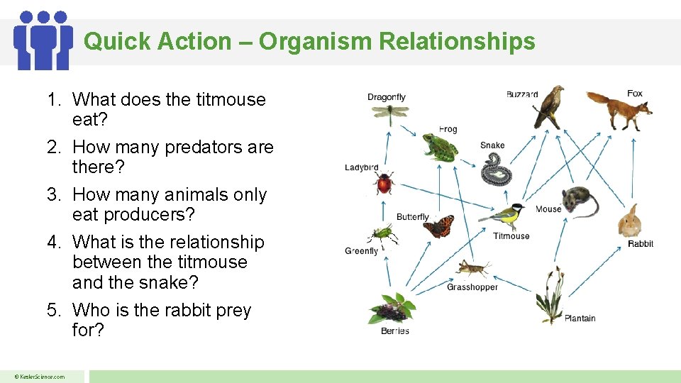 Quick Action – Organism Relationships 1. What does the titmouse eat? 2. How many