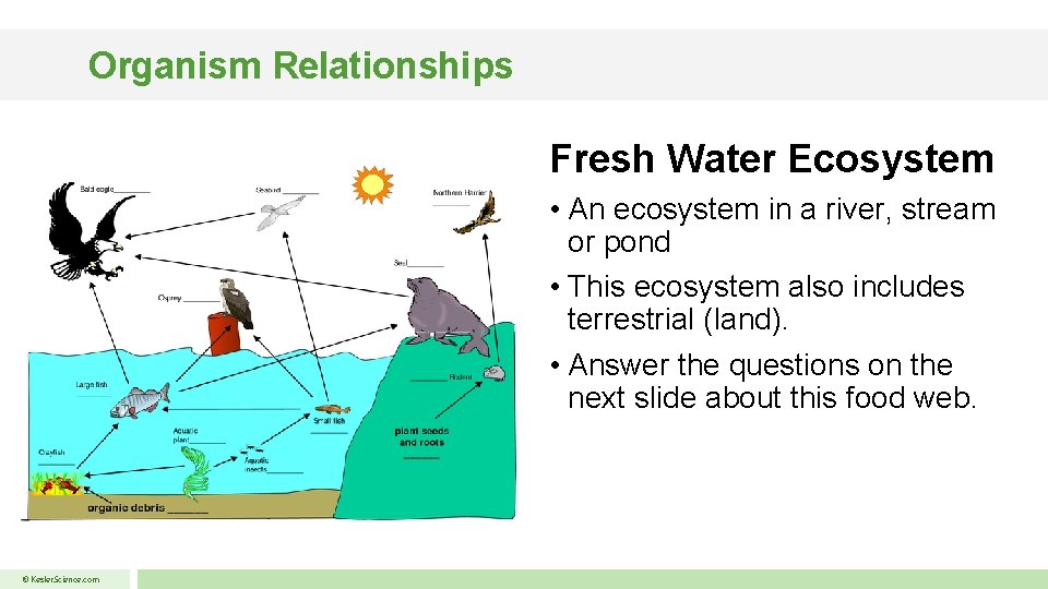 Organism Relationships Fresh Water Ecosystem • An ecosystem in a river, stream or pond