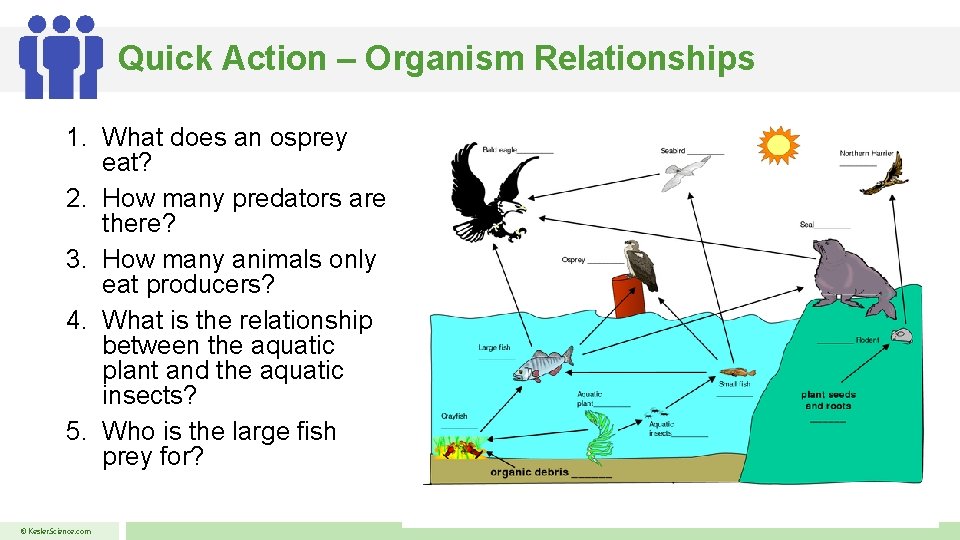 Quick Action – Organism Relationships 1. What does an osprey eat? 2. How many