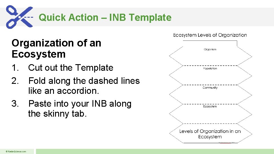 Quick Action – INB Template Organization of an Ecosystem 1. Cut out the Template