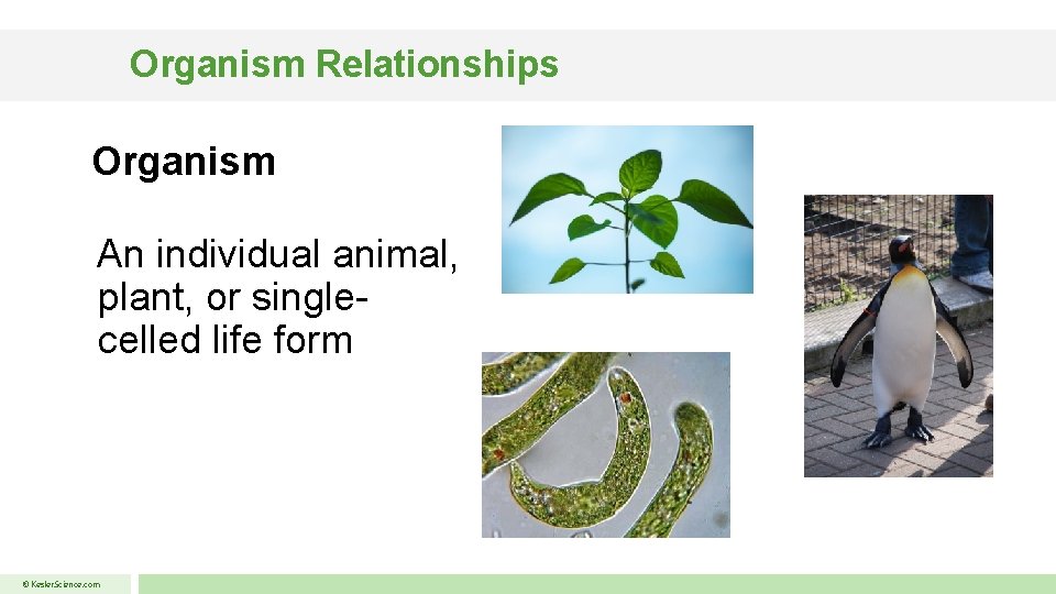 Organism Relationships Organism An individual animal, plant, or singlecelled life form © Kesler. Science.