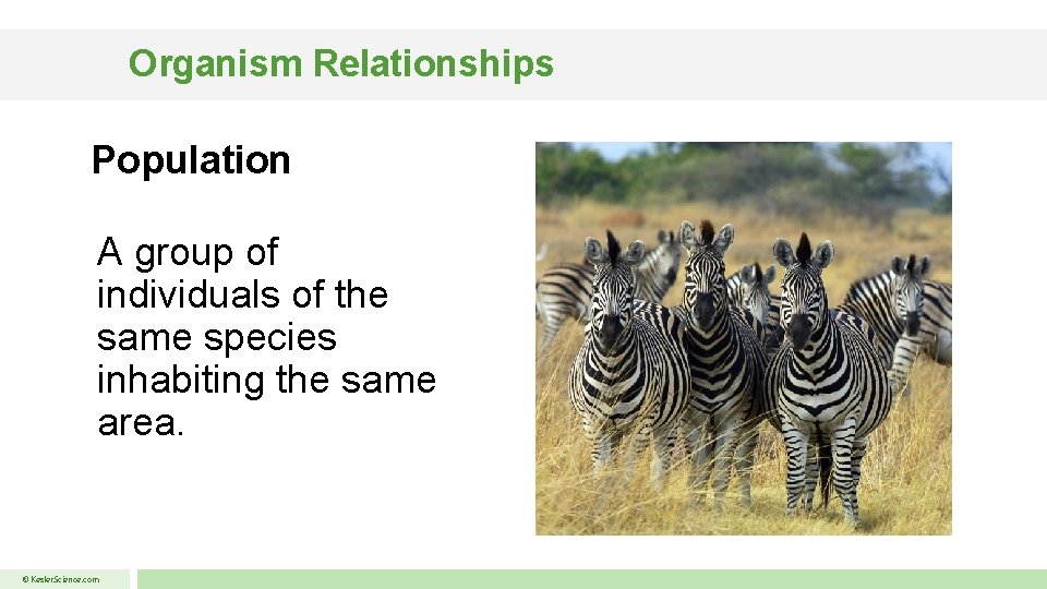 Organism Relationships Population A group of individuals of the same species inhabiting the same