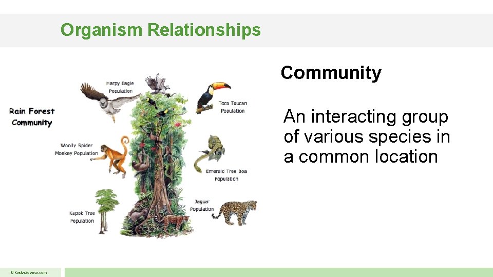 Organism Relationships Community An interacting group of various species in a common location ©