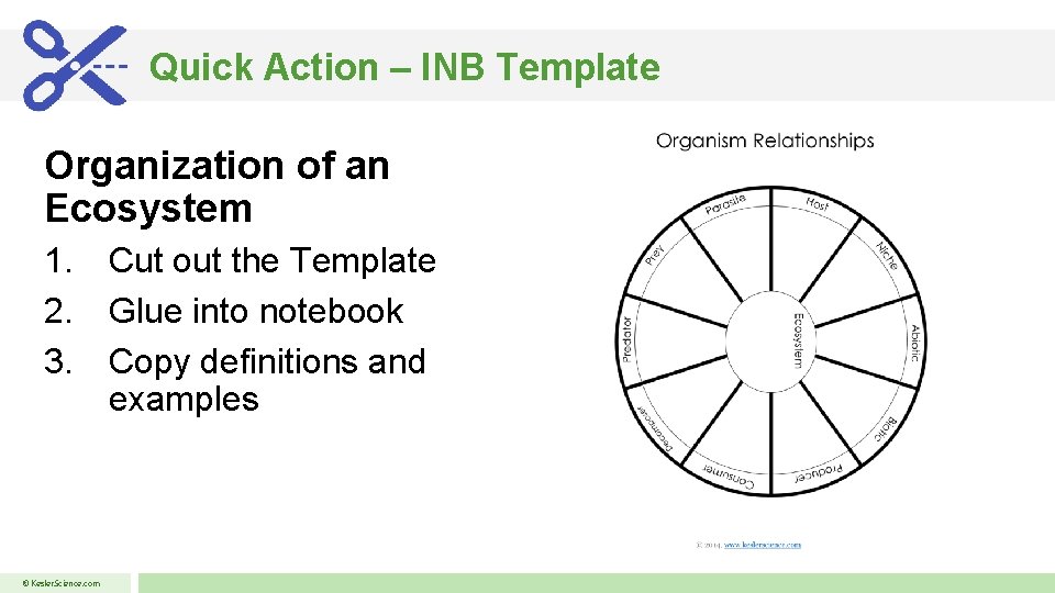 Quick Action – INB Template Organization of an Ecosystem 1. Cut out the Template