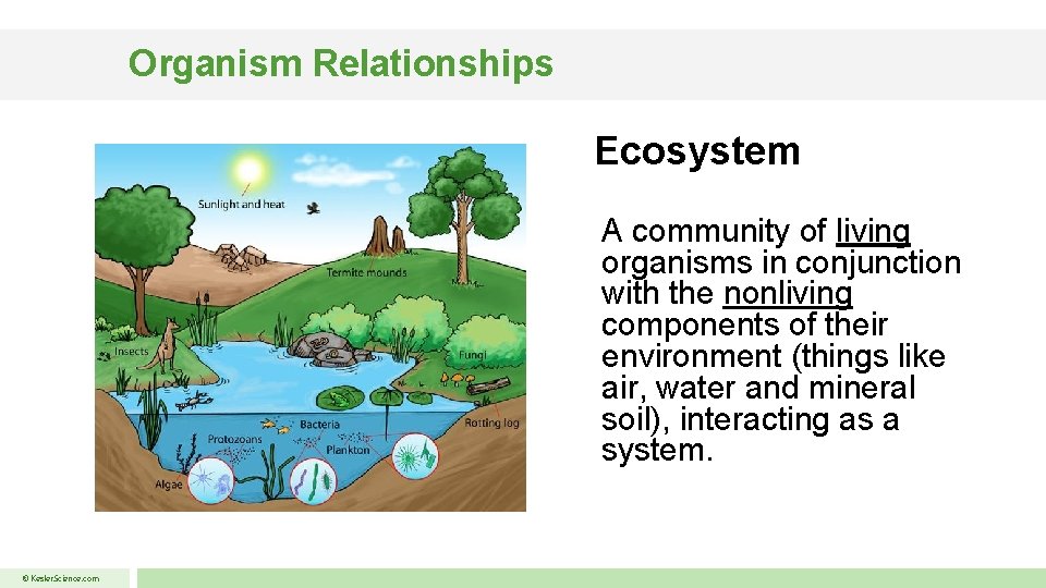 Organism Relationships Ecosystem A community of living organisms in conjunction with the nonliving components