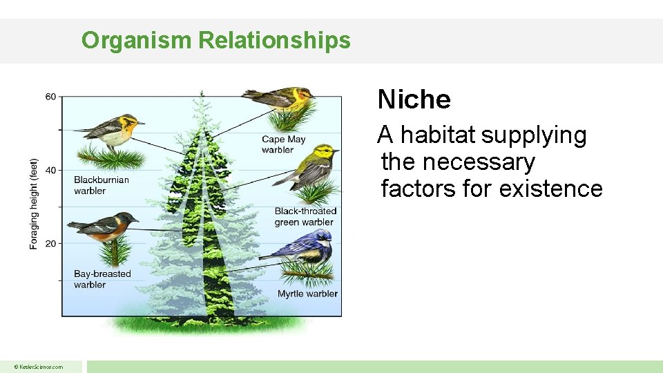 Organism Relationships Niche A habitat supplying the necessary factors for existence © Kesler. Science.