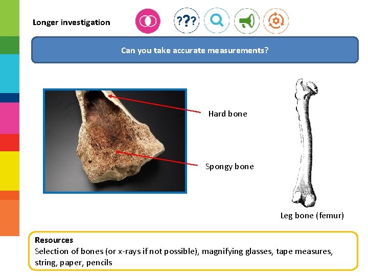 Longer investigation Can you take accurate measurements? Hard bone Spongy bone Leg bone (femur)