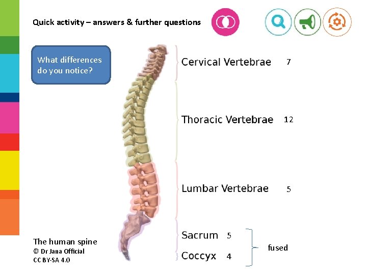 Quick activity – answers & further questions What differences do you notice? 7 12