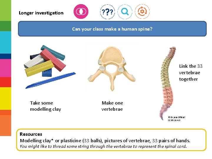 Longer investigation Can your class make a human spine? Link the 33 vertebrae together