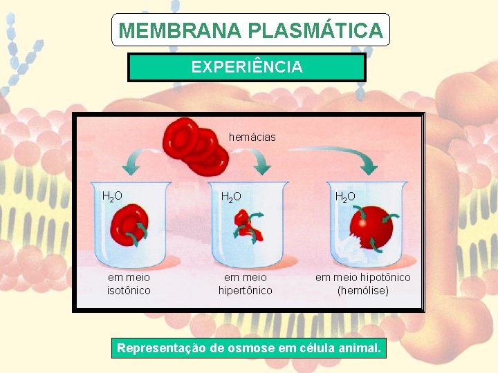 MEMBRANA PLASMÁTICA EXPERIÊNCIA hemácias H 2 O em meio isotônico H 2 O em MEMBRANA PLASMÁTICA EXPERIÊNCIA hemácias H 2 O em meio isotônico H 2 O em