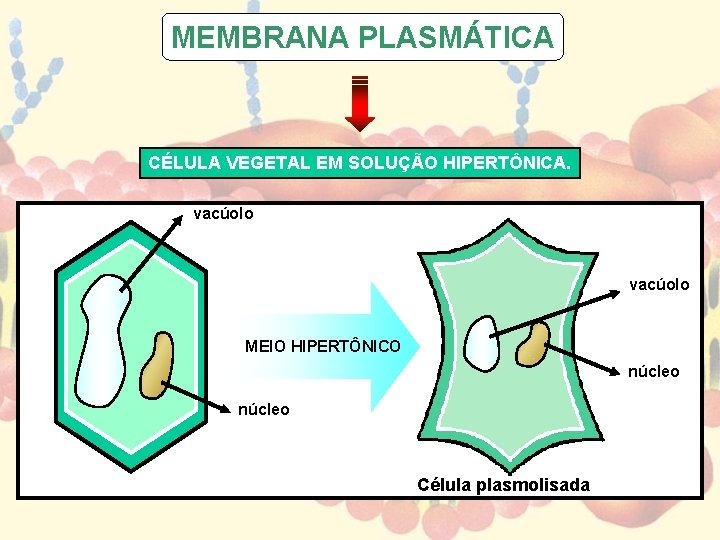 MEMBRANA PLASMÁTICA CÉLULA VEGETAL EM SOLUÇÃO HIPERTÔNICA. vacúolo MEIO HIPERTÔNICO núcleo Célula plasmolisada 