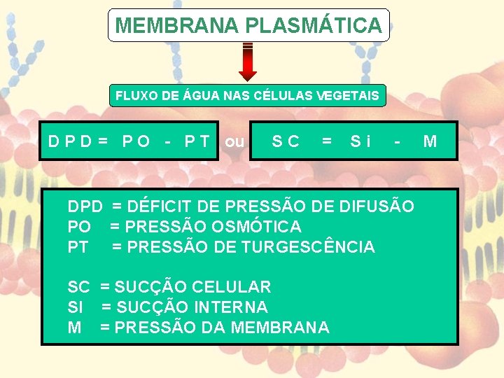 MEMBRANA PLASMÁTICA FLUXO DE ÁGUA NAS CÉLULAS VEGETAIS D P D = P O MEMBRANA PLASMÁTICA FLUXO DE ÁGUA NAS CÉLULAS VEGETAIS D P D = P O