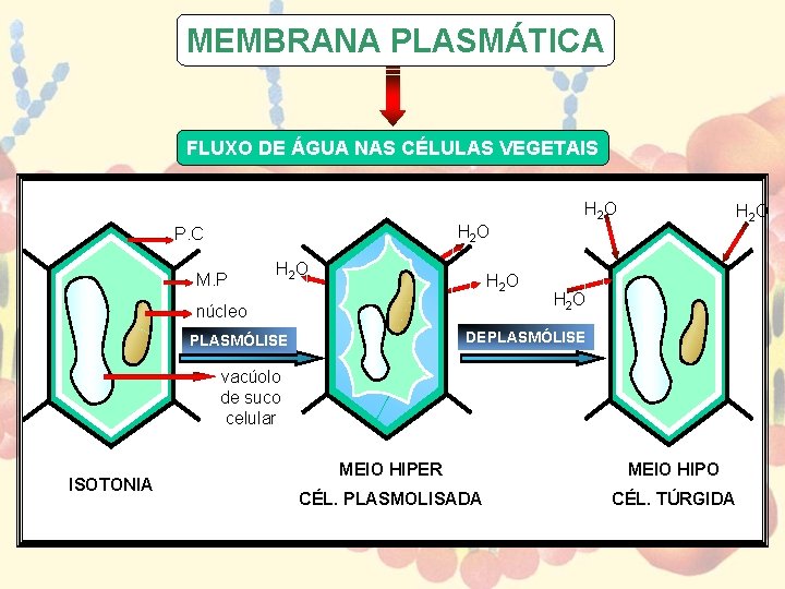 MEMBRANA PLASMÁTICA FLUXO DE ÁGUA NAS CÉLULAS VEGETAIS H 2 O P. C M. MEMBRANA PLASMÁTICA FLUXO DE ÁGUA NAS CÉLULAS VEGETAIS H 2 O P. C M.