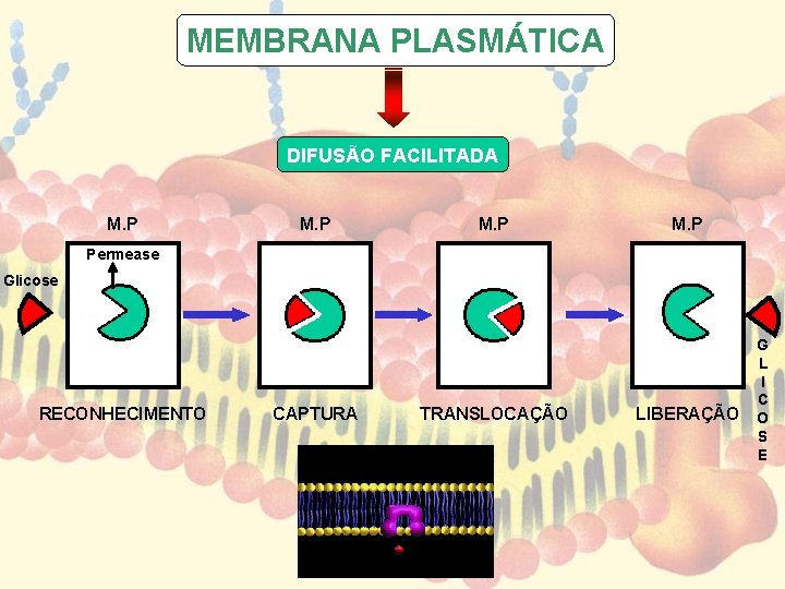 MEMBRANA PLASMÁTICA DIFUSÃO FACILITADA M. P Permease Glicose RECONHECIMENTO CAPTURA TRANSLOCAÇÃO LIBERAÇÃO G L