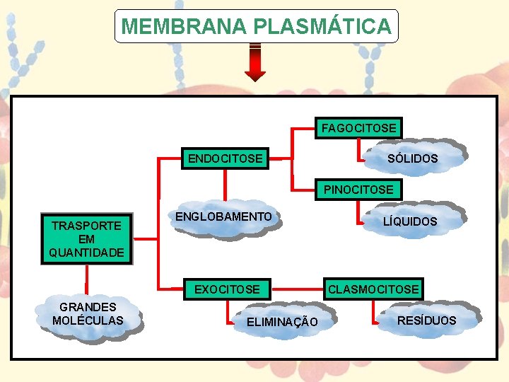 MEMBRANA PLASMÁTICA FAGOCITOSE ENDOCITOSE SÓLIDOS PINOCITOSE TRASPORTE EM QUANTIDADE ENGLOBAMENTO EXOCITOSE GRANDES MOLÉCULAS ELIMINAÇÃO