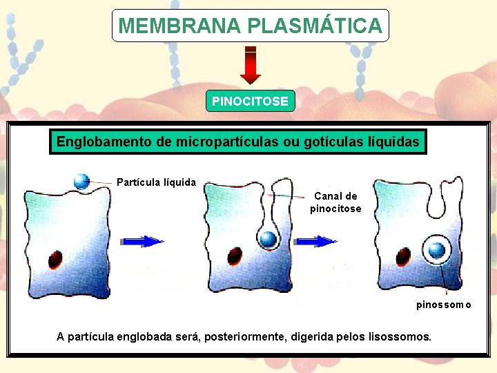 MEMBRANA PLASMÁTICA PINOCITOSE Englobamento de micropartículas ou gotículas líquidas Partícula líquida Canal de pinocitose MEMBRANA PLASMÁTICA PINOCITOSE Englobamento de micropartículas ou gotículas líquidas Partícula líquida Canal de pinocitose