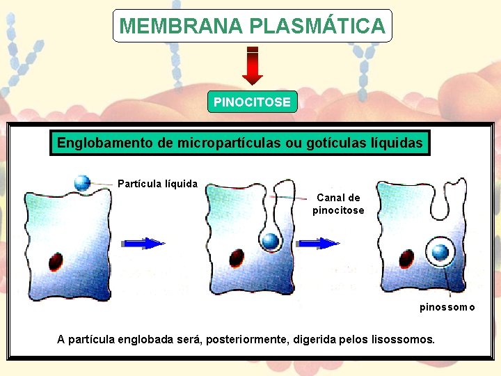 MEMBRANA PLASMÁTICA PINOCITOSE Englobamento de micropartículas ou gotículas líquidas Partícula líquida Canal de pinocitose