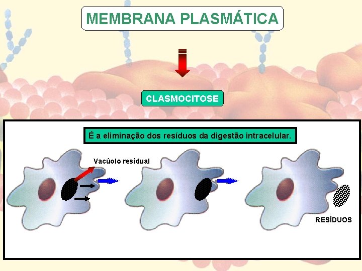 MEMBRANA PLASMÁTICA CLASMOCITOSE É a eliminação dos resíduos da digestão intracelular. Vacúolo resídual RESÍDUOS