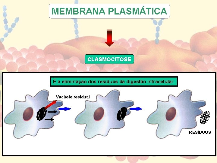 MEMBRANA PLASMÁTICA CLASMOCITOSE É a eliminação dos resíduos da digestão intracelular. Vacúolo resídual RESÍDUOS MEMBRANA PLASMÁTICA CLASMOCITOSE É a eliminação dos resíduos da digestão intracelular. Vacúolo resídual RESÍDUOS