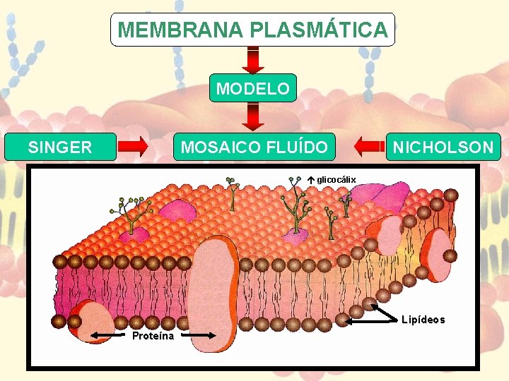 MEMBRANA PLASMÁTICA MODELO MOSAICO FLUÍDO SINGER NICHOLSON glicocálix Lipídeos Proteína MEMBRANA PLASMÁTICA MODELO MOSAICO FLUÍDO SINGER NICHOLSON glicocálix Lipídeos Proteína