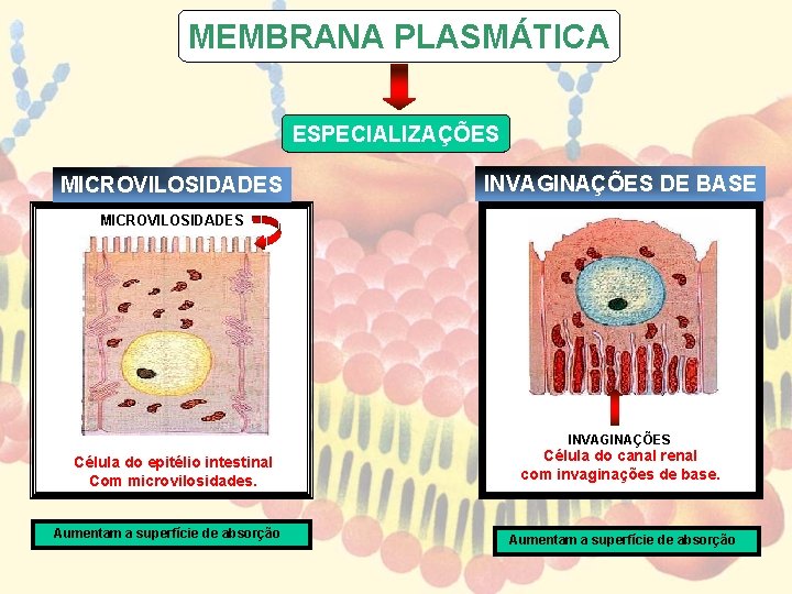 MEMBRANA PLASMÁTICA ESPECIALIZAÇÕES MICROVILOSIDADES INVAGINAÇÕES DE BASE MICROVILOSIDADES INVAGINAÇÕES Célula do epitélio intestinal Com