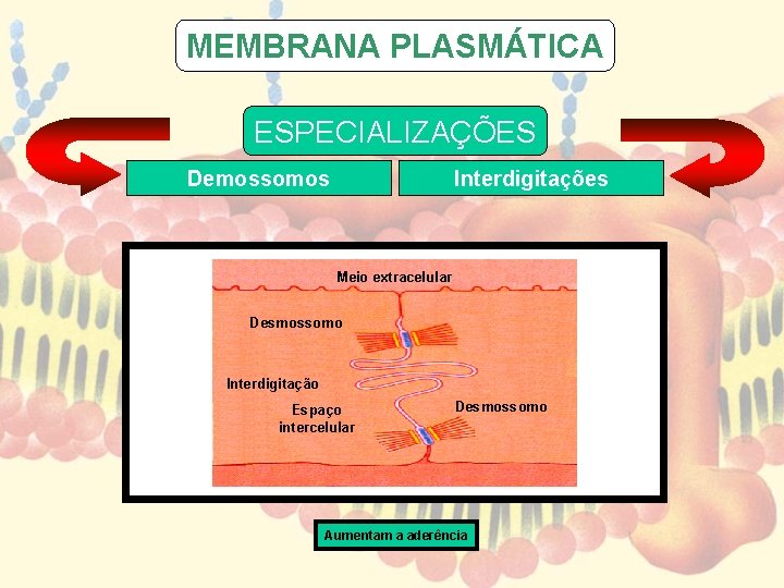 MEMBRANA PLASMÁTICA ESPECIALIZAÇÕES Demossomos Interdigitações Meio extracelular Desmossomo Interdigitação Espaço intercelular Desmossomo Aumentam a