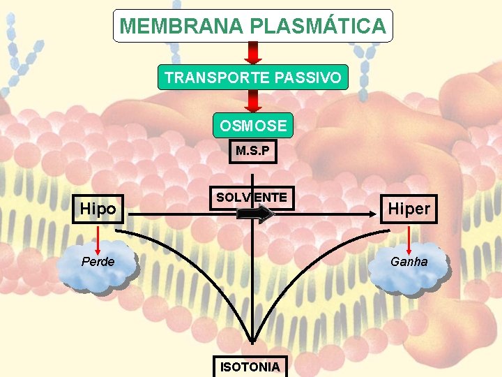 MEMBRANA PLASMÁTICA TRANSPORTE PASSIVO OSMOSE M. S. P Hipo SOLV ENTE Hiper Ganha Perde