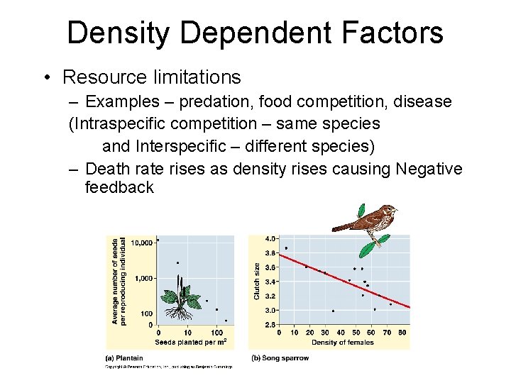 Density Dependent Factors • Resource limitations – Examples – predation, food competition, disease (Intraspecific