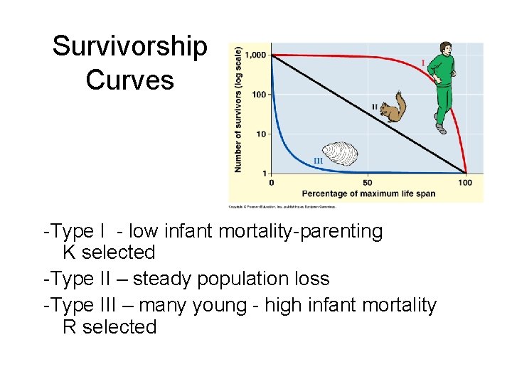 Survivorship Curves -Type I - low infant mortality-parenting K selected -Type II – steady