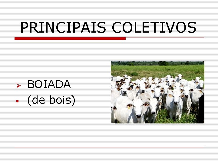 PRINCIPAIS COLETIVOS Ø § BOIADA (de bois) 