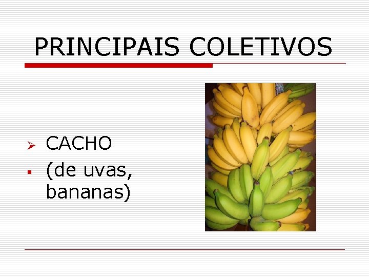 PRINCIPAIS COLETIVOS Ø § CACHO (de uvas, bananas) 