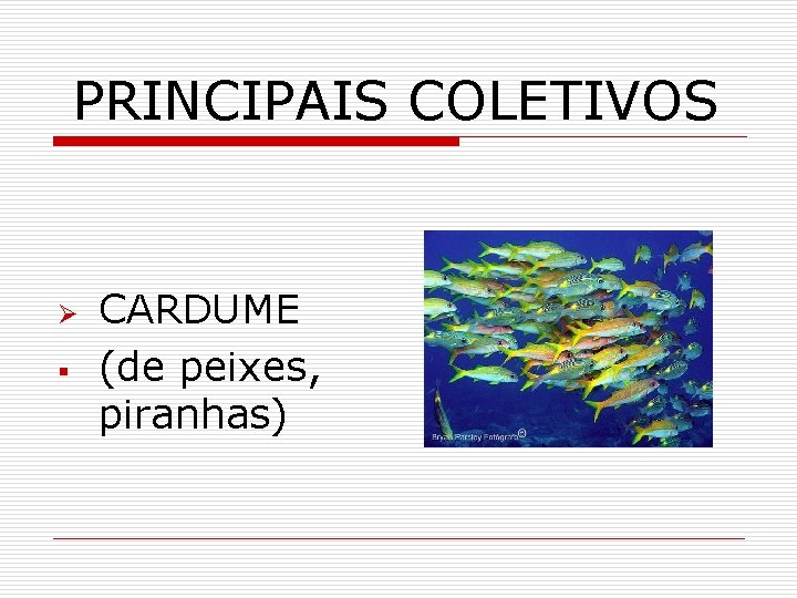 PRINCIPAIS COLETIVOS Ø § CARDUME (de peixes, piranhas) 