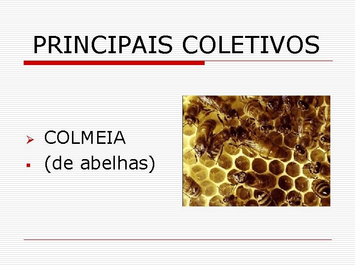 PRINCIPAIS COLETIVOS Ø § COLMEIA (de abelhas) 