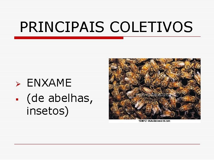 PRINCIPAIS COLETIVOS Ø § ENXAME (de abelhas, insetos) 