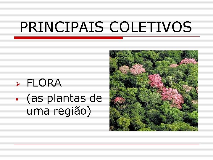 PRINCIPAIS COLETIVOS Ø § FLORA (as plantas de uma região) 