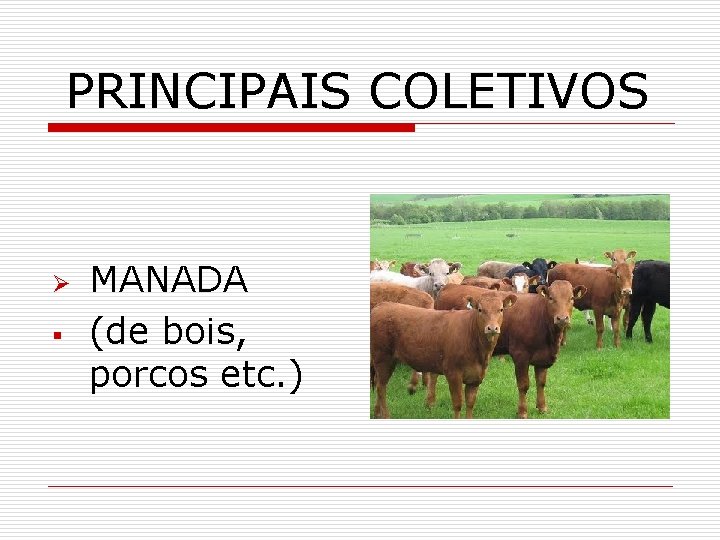 PRINCIPAIS COLETIVOS Ø § MANADA (de bois, porcos etc. ) 