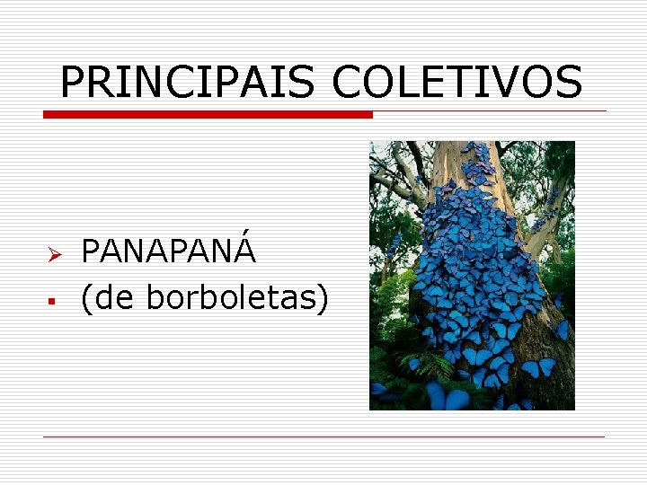 PRINCIPAIS COLETIVOS Ø § PANAPANÁ (de borboletas) 