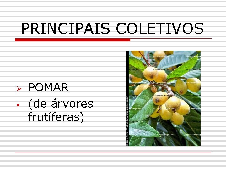 PRINCIPAIS COLETIVOS Ø § POMAR (de árvores frutíferas) 