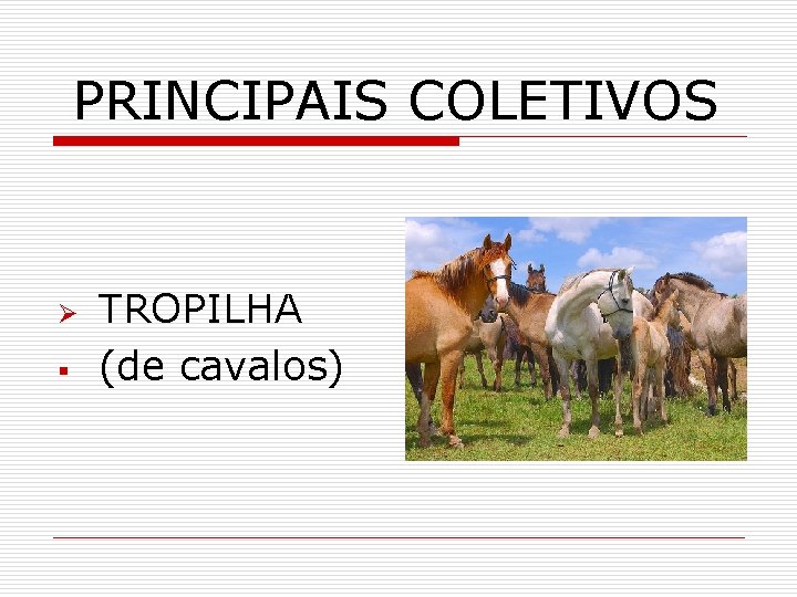PRINCIPAIS COLETIVOS Ø § TROPILHA (de cavalos) 