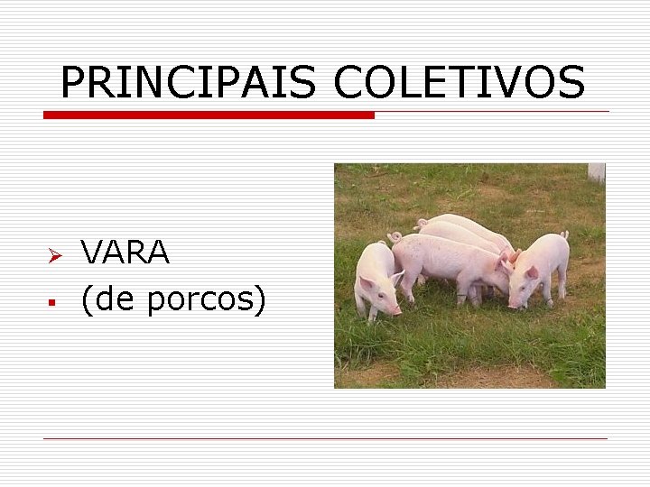 PRINCIPAIS COLETIVOS Ø § VARA (de porcos) 