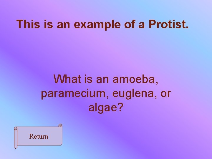 This is an example of a Protist. What is an amoeba, paramecium, euglena, or