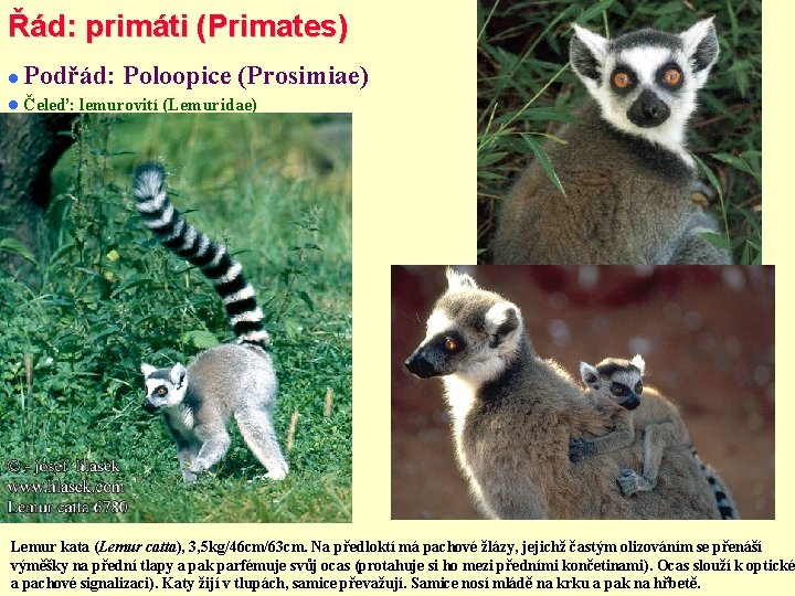 Řád: primáti (Primates) Podřád: Poloopice (Prosimiae) Čeleď: lemurovití (Lemuridae) Lemur kata (Lemur catta), 3,