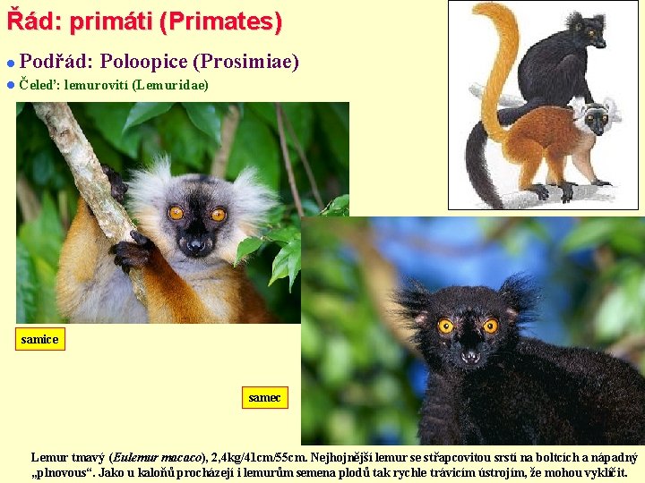 Řád: primáti (Primates) Podřád: Poloopice (Prosimiae) Čeleď: lemurovití (Lemuridae) samice samec Lemur tmavý (Eulemur