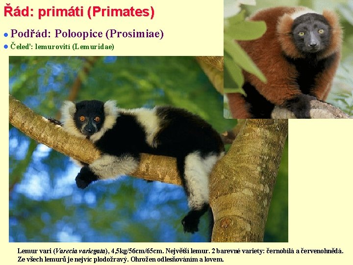 Řád: primáti (Primates) Podřád: Poloopice (Prosimiae) Čeleď: lemurovití (Lemuridae) Lemur vari (Varecia variegata), 4,