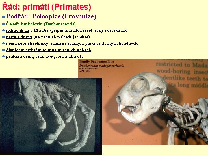 Řád: primáti (Primates) Podřád: Poloopice (Prosimiae) Čeleď: ksukolovití (Daubentoniide) jediný druh s 18 zuby