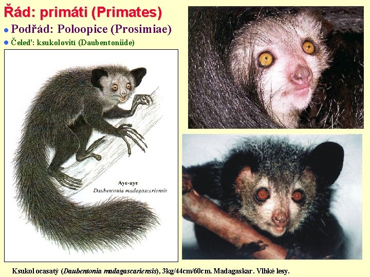 Řád: primáti (Primates) Podřád: Poloopice (Prosimiae) Čeleď: ksukolovití (Daubentoniide) Ksukol ocasatý (Daubentonia madagascariensis), 3